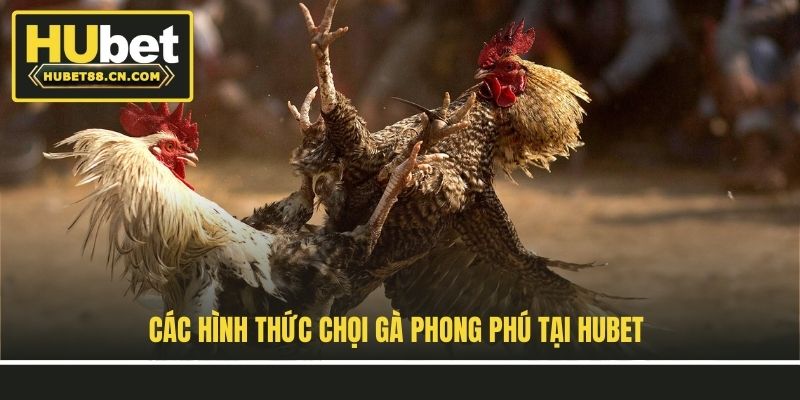 Các hình thức chọi gà phong phú tại Hubet